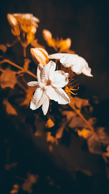 Mogra, orange, petal HD phone wallpaper