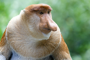 Proboscis monkey, New England Primate Conservancy, Critically endangered HD wallpaper