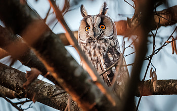 Great Horned Owl, animal, bird, owl HD wallpaper