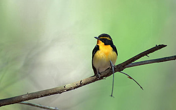 Animals, Bird, Branch HD wallpaper