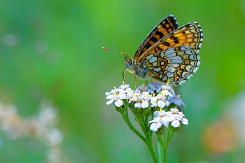 Butterfly, nature, animla, flower HD wallpaper