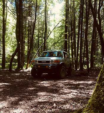 Toyota, Cars, Forest, Suv, Jeep, Front View HD phone wallpaper