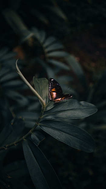 Black Butterfly, Wonderful Aesthetic HD phone wallpaper