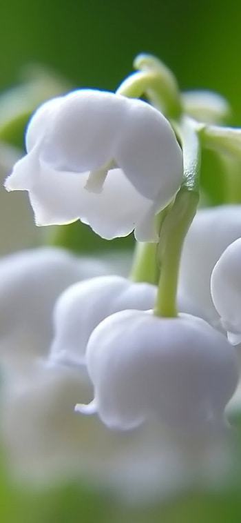 Flower, , Fresh beauty, Floral enchantment HD phone wallpaper