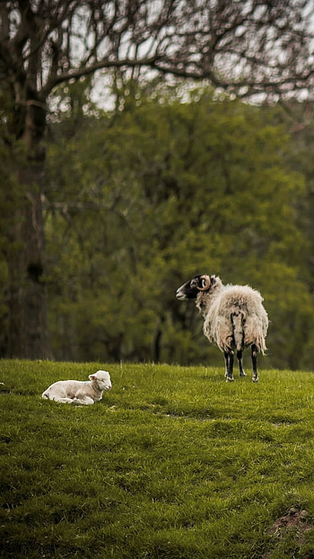 Gentle sheep portrait, Fuzzy and adorable, Curious gaze, Farm animal cuteness HD phone wallpaper