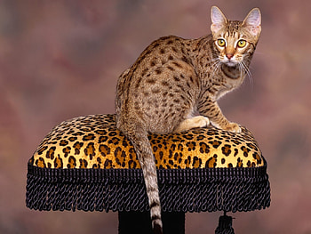 Animals, Sit, Cat, Spotted, Spotty HD wallpaper