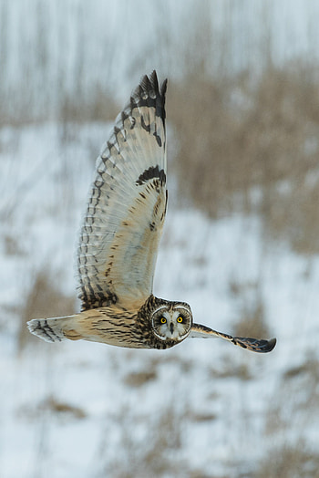 Grey owl in the snow , Stunning bird graphy, Winter wonderland, Nocturnal beauty HD phone wallpaper