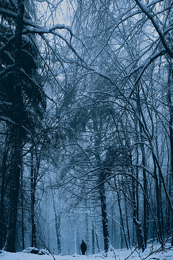 Winter, Snow, Miscellanea, Miscellaneous, Forest, Human, Person, Loneliness HD phone wallpaper