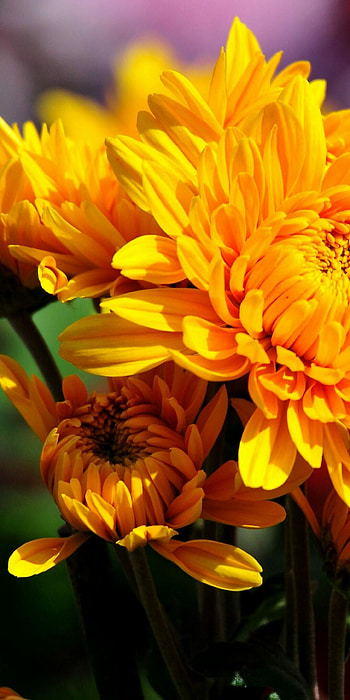 Chrysanthemum flowers, Android , background, Floral beauty HD phone wallpaper