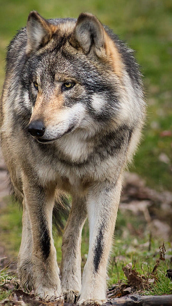 Wolf, Grey Wolf HD phone wallpaper