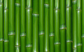 Bamboo, texture, pattern, green HD wallpaper