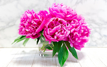 bouquet of pink peonies, beautiful pink bouquet, peonies, background with peonies, spring flowers, pink peonies HD wallpaper