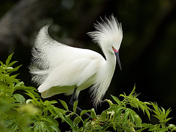 Animals, Birds HD wallpaper