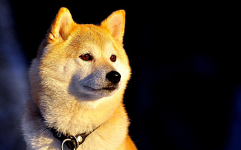 Animals, Dog, Beautiful, Sight, Opinion, Collar HD wallpaper