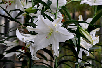 * Lilie *, lilie, nature, flowers, flower HD wallpaper