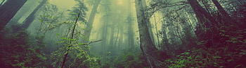 Dual monitor forest , Nature's immersion, Wide-screen beauty, Epitome of tranquility HD wallpaper