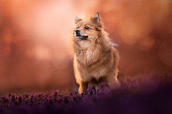 Animal, Pomeranian HD wallpaper