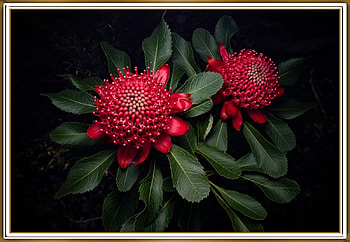 WARATAH FLOWER, NATURE, FLOWERS, , FRAMED HD wallpaper