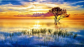 Alone at Sunset - Jackson Lake, Central Florida, clouds, colors, golden hour, sky, sun, water, tree, grass, usa, reflection HD wallpaper