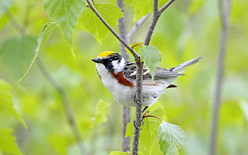 Bird, pasare, branch, green HD wallpaper