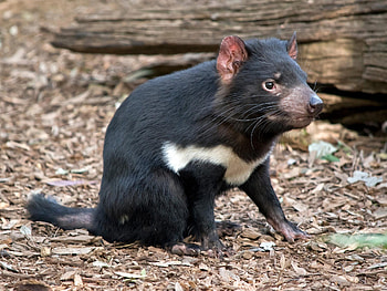 Whisker research, Tasmanian Devils' secret life, Time-traveling through whiskers, Wildlife study HD wallpaper