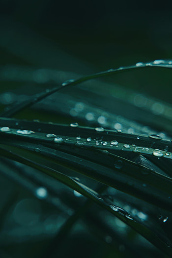 Grass, Drops, Macro, Wet, Dew HD phone wallpaper
