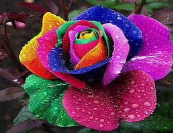 Rainbow Rose, Flower, Drops, Petals, Rose HD wallpaper
