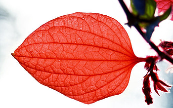 Macro, Sheet, Leaf, Plantain HD wallpaper