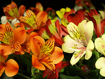 Day lilies, graphy, lilies, yellow, , nature, flowers, orange HD wallpaper