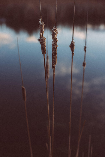Nature, Plant, Evening, Cane, Reed HD phone wallpaper