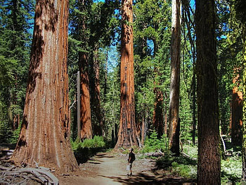 Mariposa Grove Yosemite National Park, trees, leaves, park, path HD wallpaper