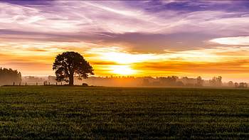 Sunrise, landscape, grass, tree, clouds, nature, sky, splendor, sun HD wallpaper