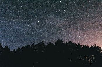 Trees, Sky, Night, Dark, Starry Sky HD wallpaper