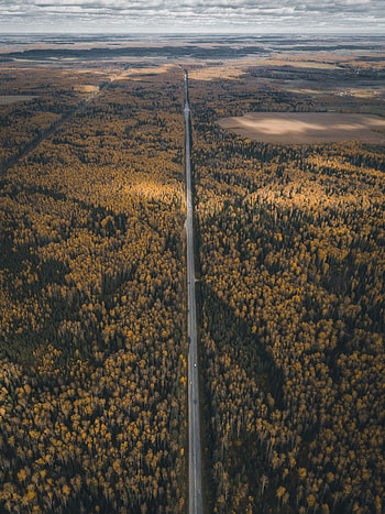 Nature, View From Above, Road, Forest, Overview, Review, Height HD phone wallpaper