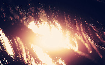 Background, Plant, Macro, Shine, Light, Branch HD wallpaper