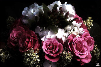 Ring around the roses, pink, green leaves, ring, roses, flowers, white flowers HD wallpaper