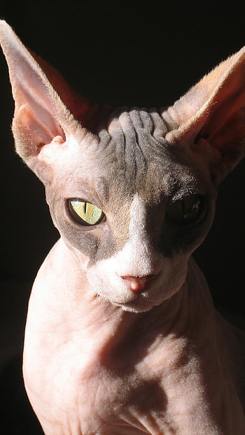 Sphynx Cat, Ethereal beauty, Striking , Captivating charm HD phone wallpaper