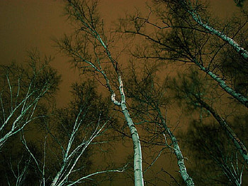 Reach for the Sky, night, silver birch, upwards, trees, sky HD wallpaper