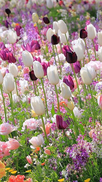 Beautiful Flowers, Tulip Garden HD phone wallpaper