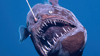 Nightmarish ‘black seadevil’ spotted by scientists swimming in shallow waters HD wallpaper