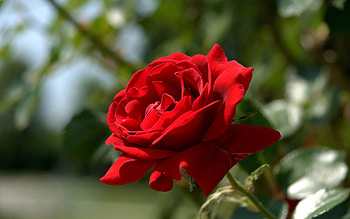 most beautiful red rose HD wallpaper