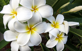 White plumeria , Pure floral charm, Serenity in petals, Nature's pristine beauty HD wallpaper