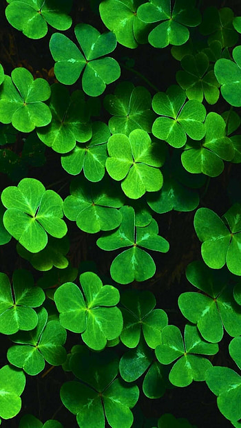 Irish Shamrock, Shamrock , Irish symbol, Lucky charm HD phone wallpaper