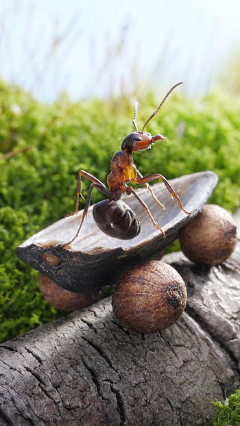 Animal ant, Nature's marvel, Tiny creature, Ant habitat HD phone wallpaper