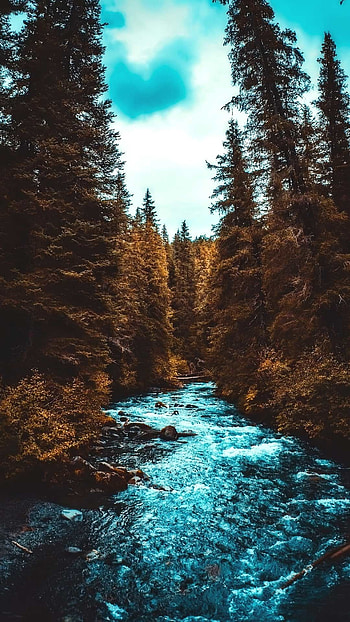 Alaska travels, Forest , backgrounds, Nature beauty HD phone wallpaper