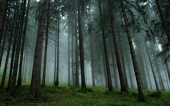 Pine Tree HD wallpaper