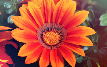 Sunflower Spring, spring, nature, sunflower, flowers HD wallpaper