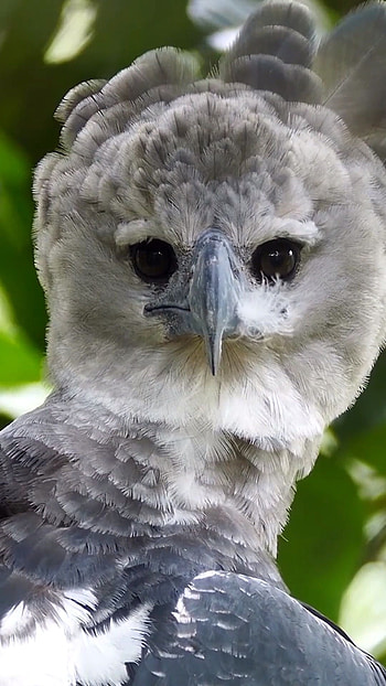 Harpy eagle's majesty, Wildlife graphy, Avian wonders, Bird of prey fascination HD phone wallpaper
