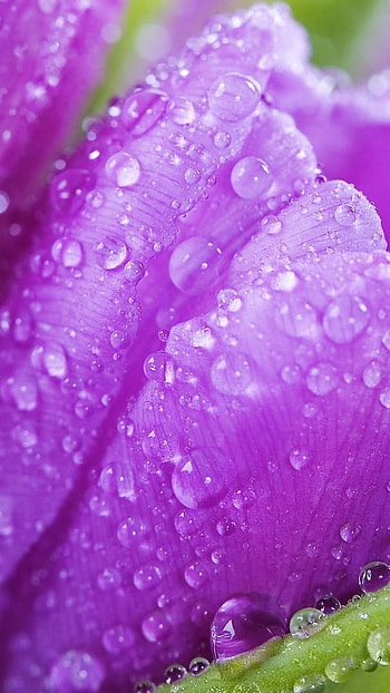 Flower, Purple, Water Drop HD phone wallpaper