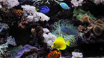 Fish Tag - Corals Fish Underwater Nature Aquarium Beautiful for 16:9 High HD wallpaper